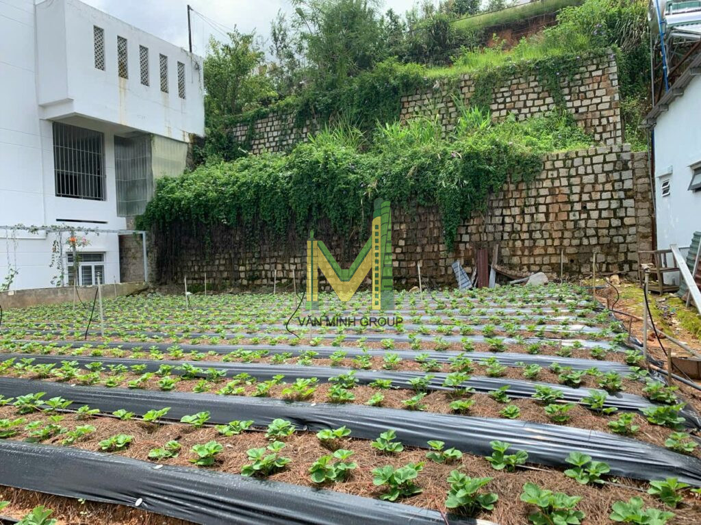 ĐẤT BIỆT THỰ DIỆN  TÍCH LỚN ĐƯỜNG NGUYỄN HỮU CẢNH P LÂM VIÊN ĐÀ LẠT - Ảnh 2